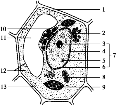 伊藤医師